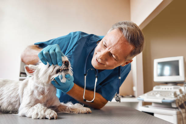 Best Emergency Root Canal Treatment in Hamburg, IA